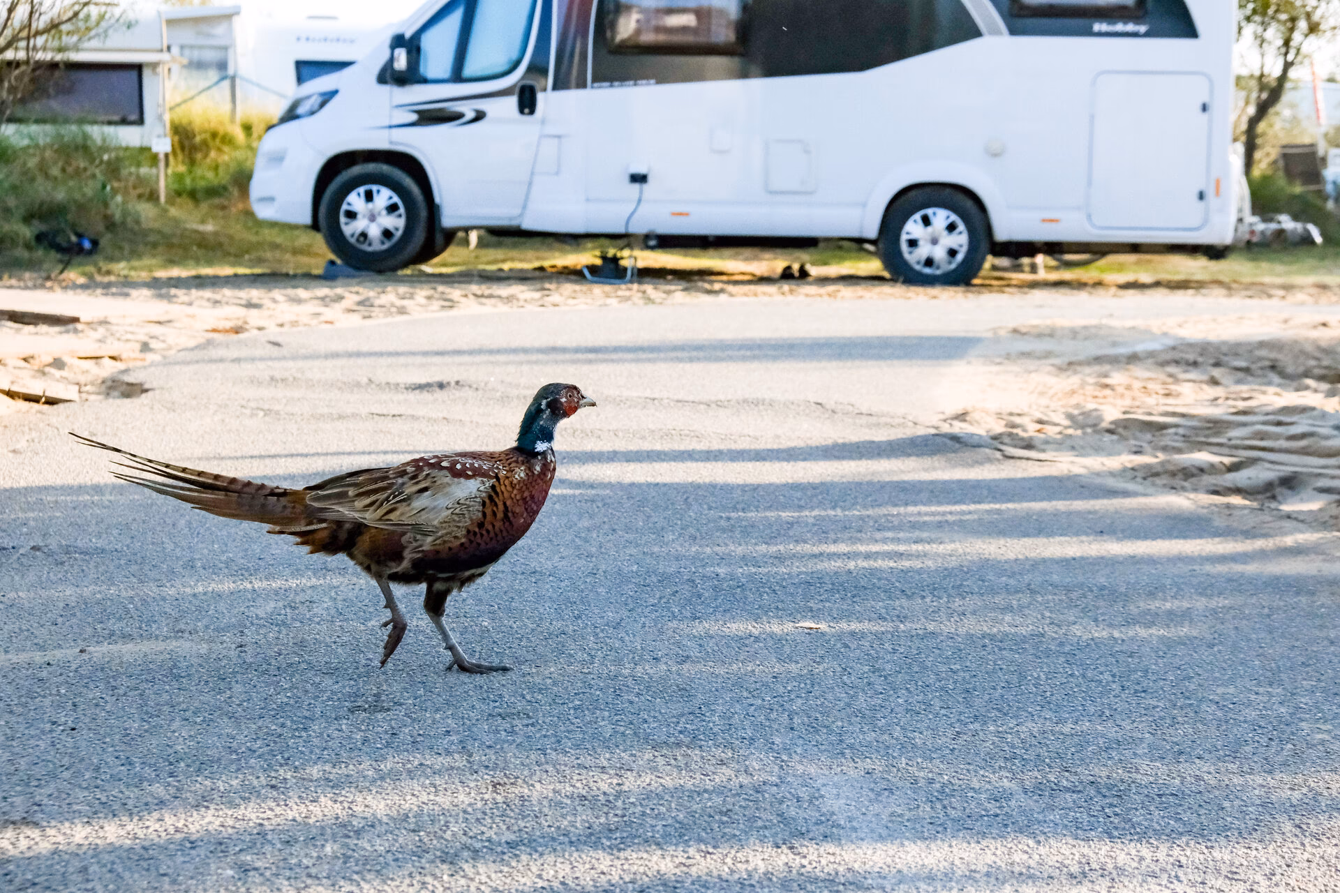 Was kann man in Amrum machen?