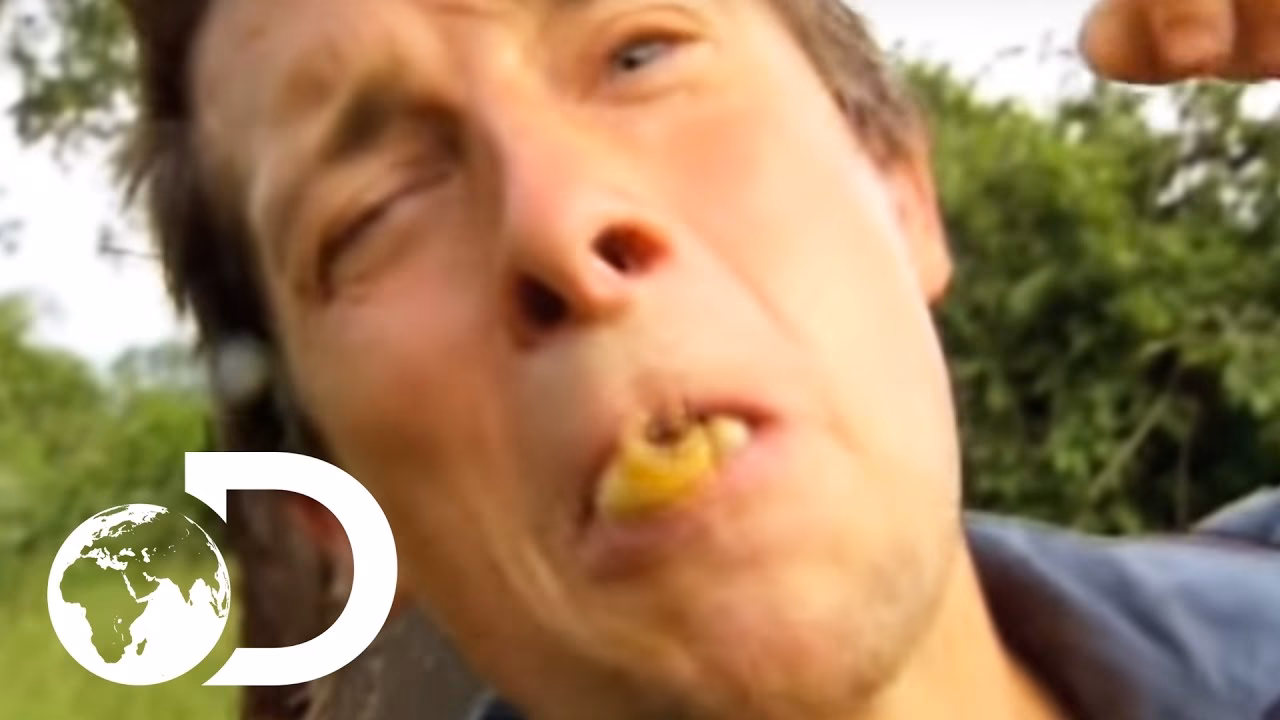 What does Bear Grylls eat in Man vs Wild?