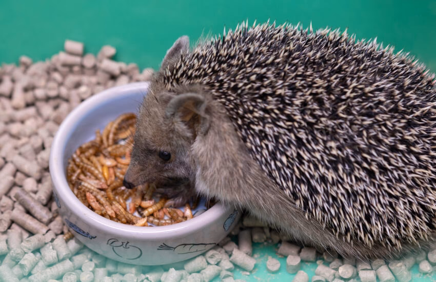 Was frisst ein Igel am liebsten?