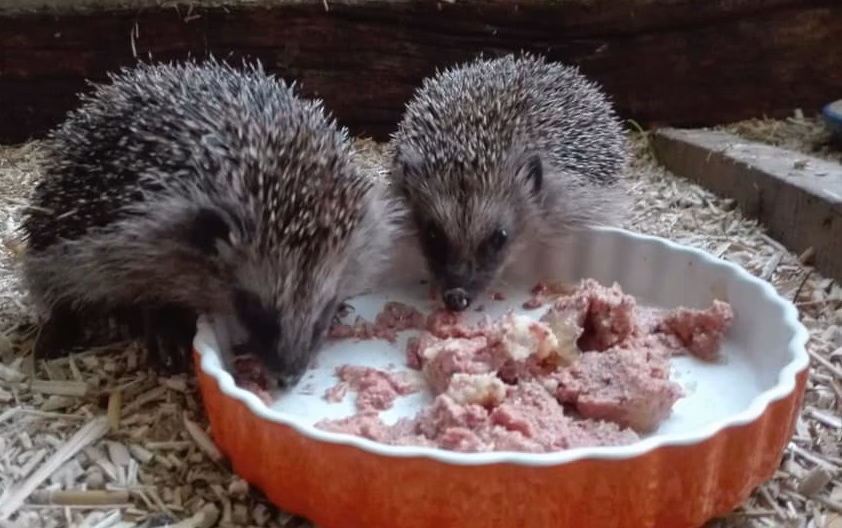 Was frisst ein Igel am liebsten?