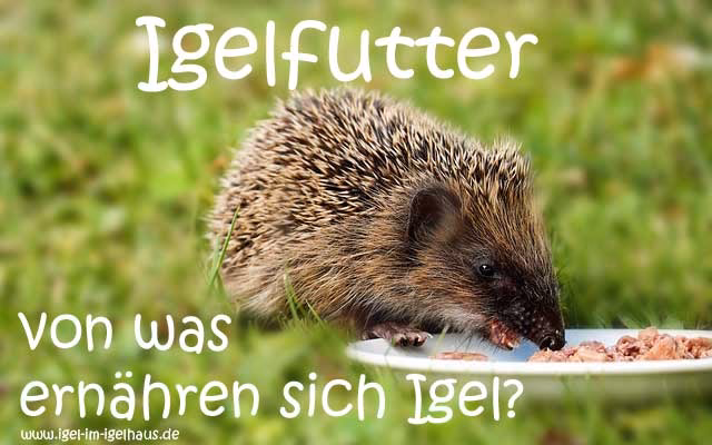 Was frisst ein Igel am liebsten?