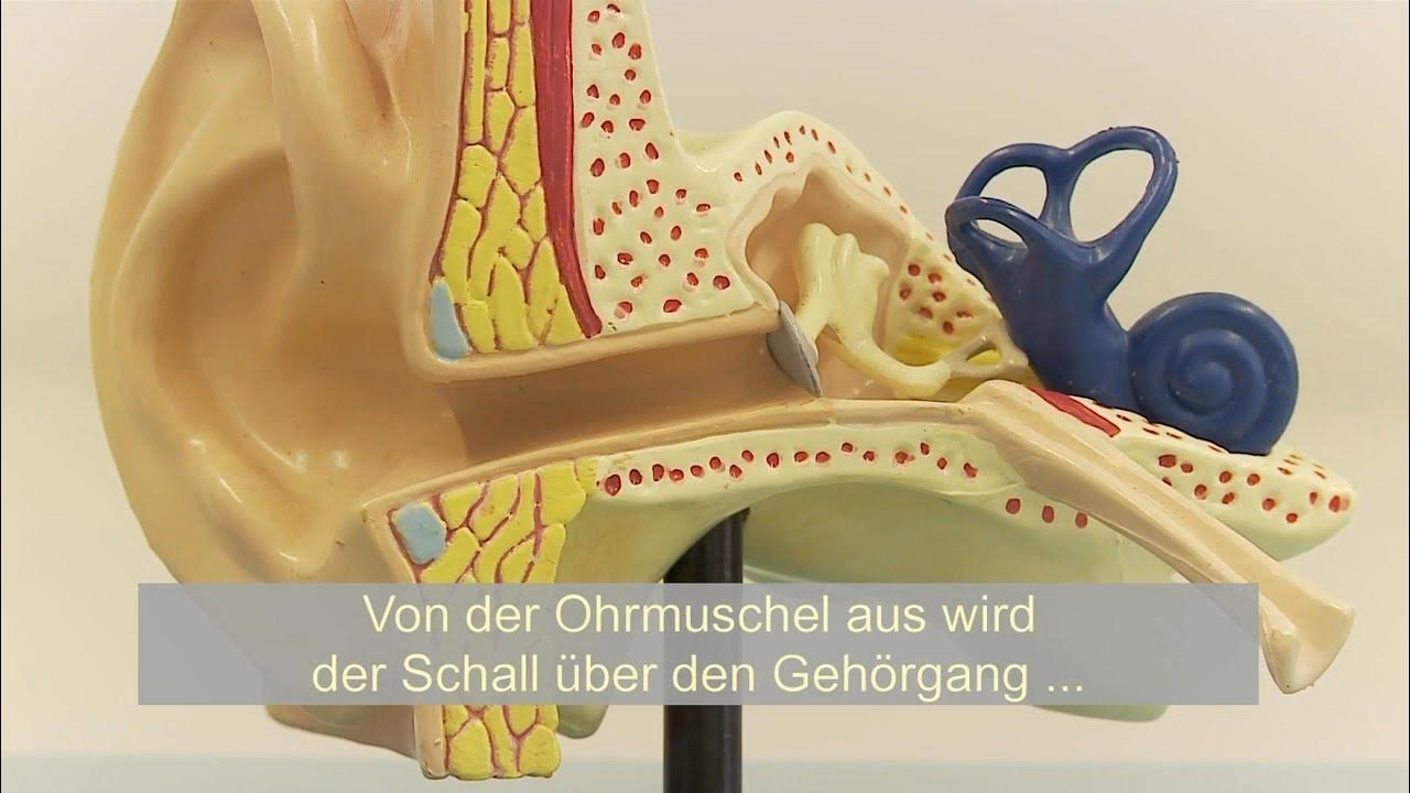 Was ist der äußere Gehörgang?