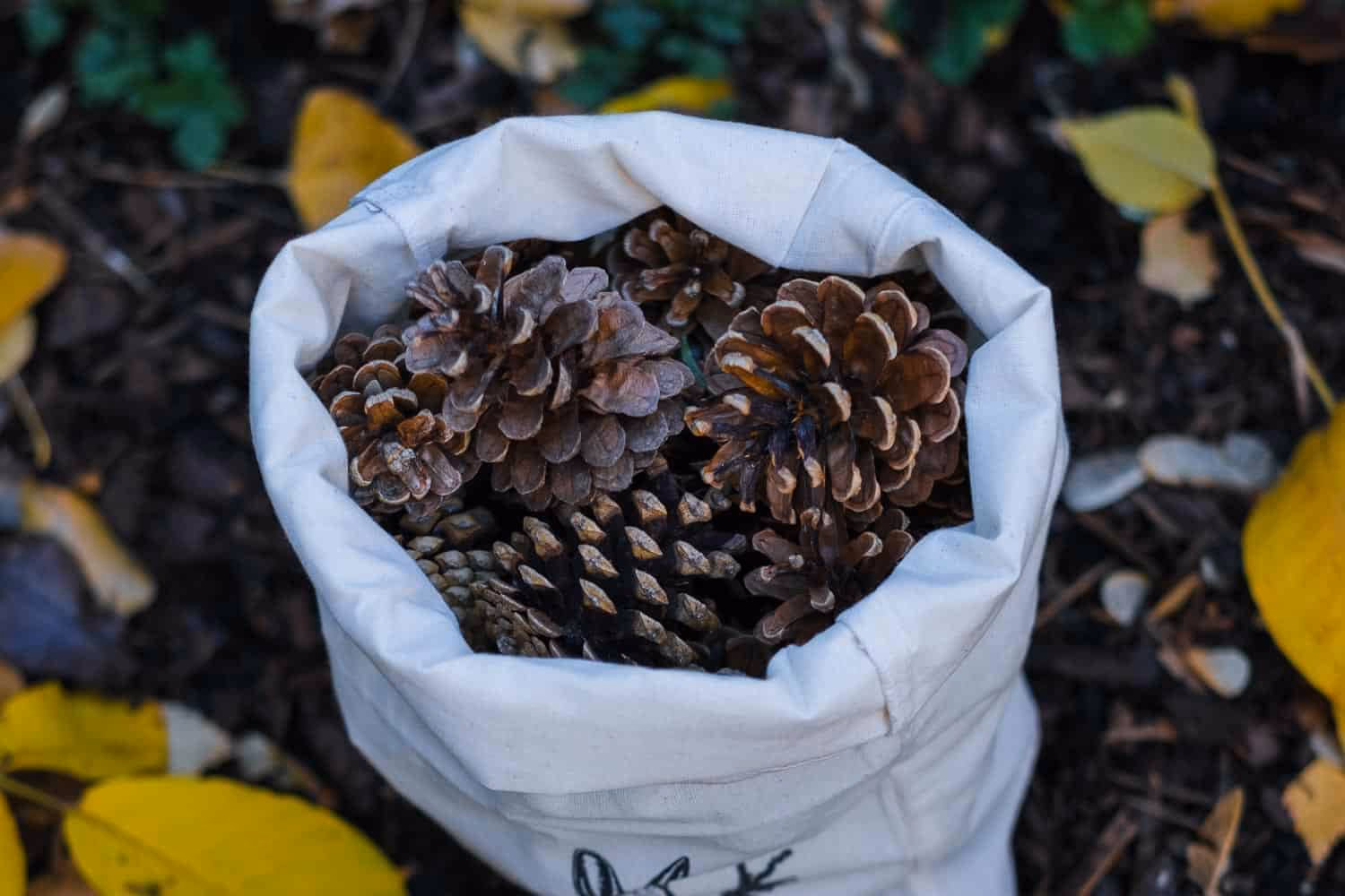 Welche Zapfen eignen sich als Grillanzünder?