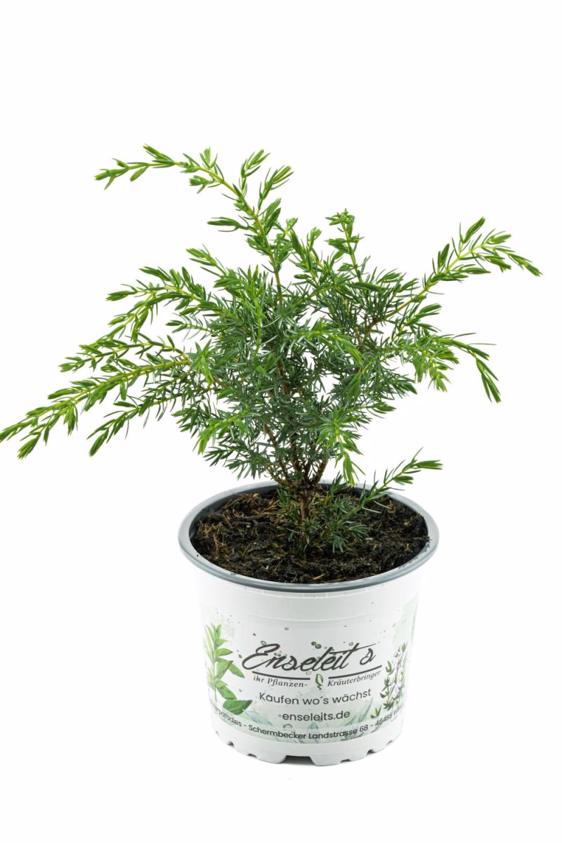 Welche Zweige eignen sich zum Grillen?