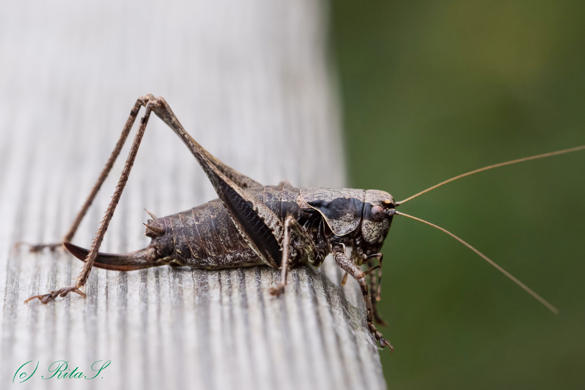 Welche Begriffe gibt es für Grashüpfer?