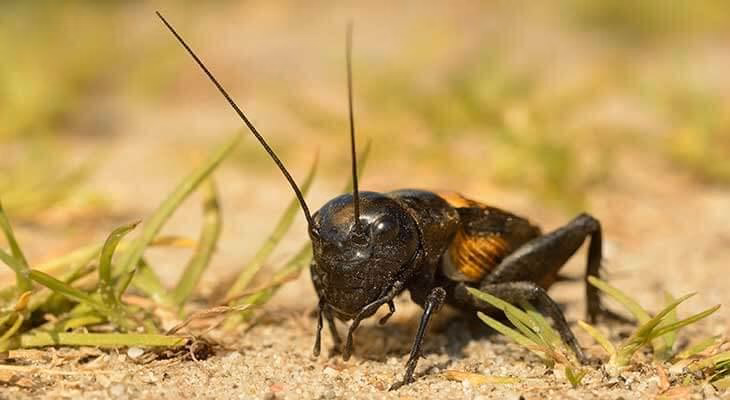 Welche Insekten sind 2021 verboten?