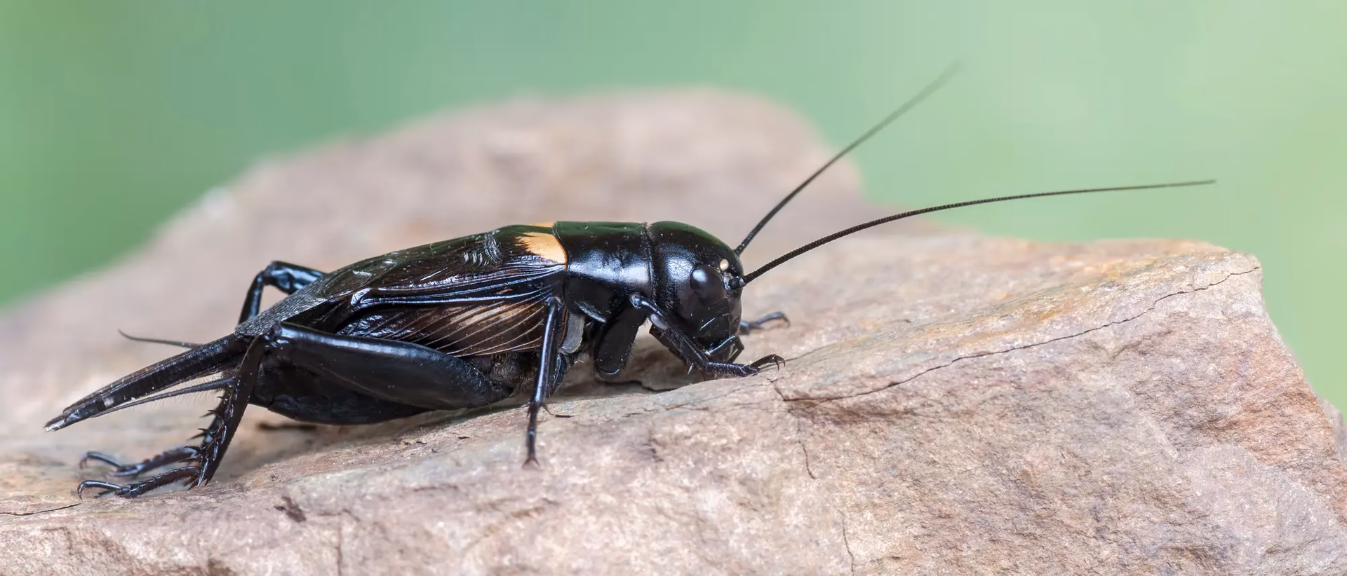 Wie viele Arten von Grillen gibt es?