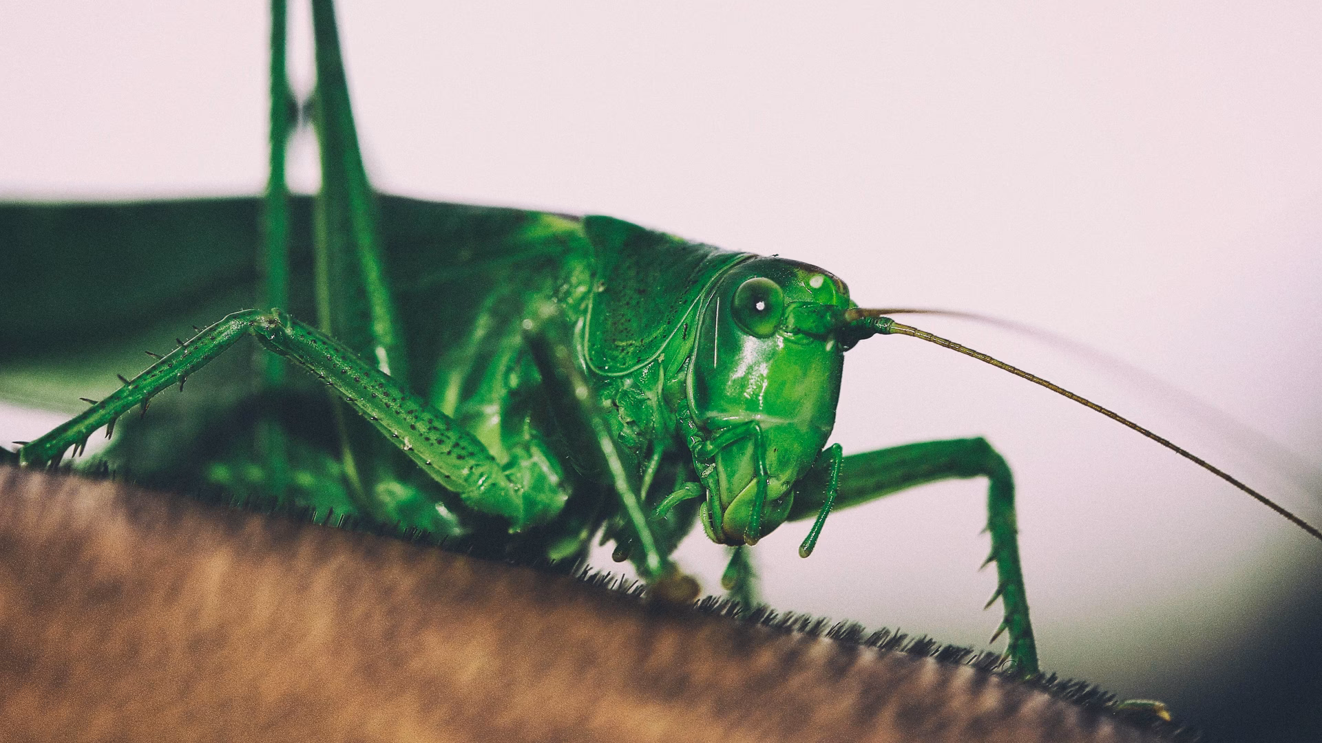 Sind Heuschrecken gefährlich?