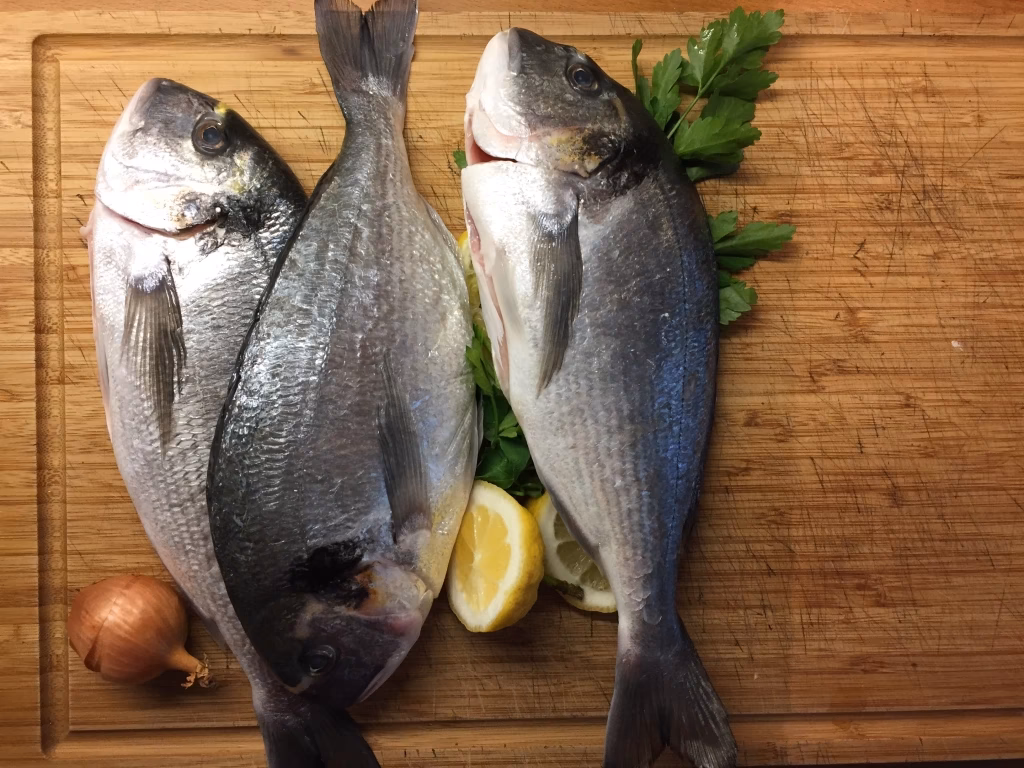 Was ist ein guter einsteigerfisch?