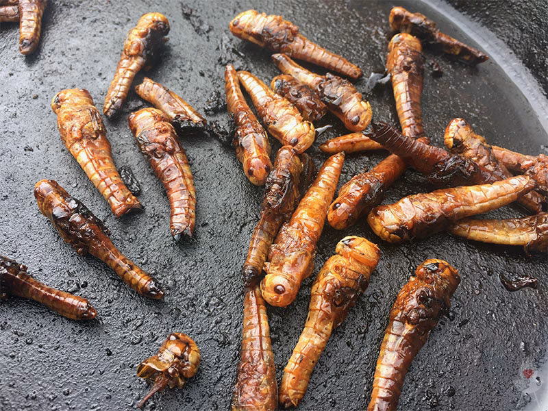 Wie grillt man Insekten?
