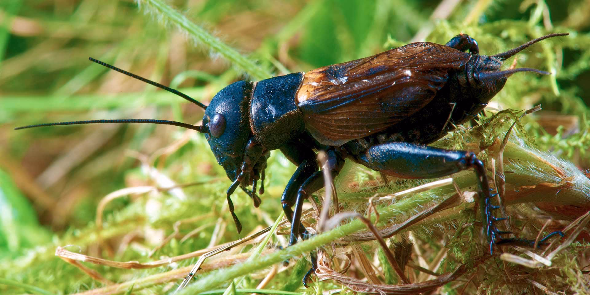 Wie fragmentiert sich der Lebensraum der Feldgrille in Nordwest-Deutschland?
