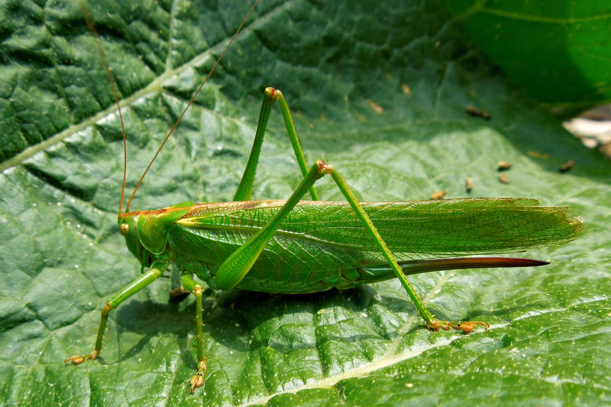 Was ist der Unterschied zwischen Grillen und Zikaden?