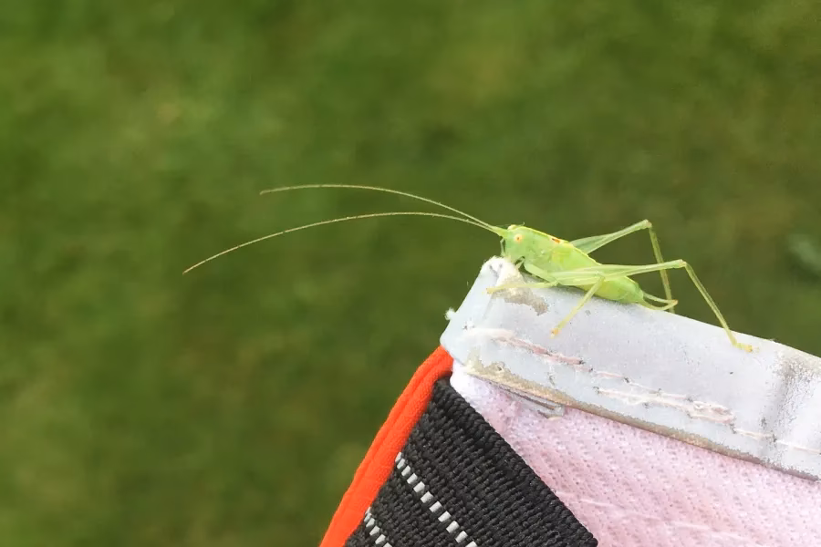 Wie viele Wespenarten gibt es in Deutschland?