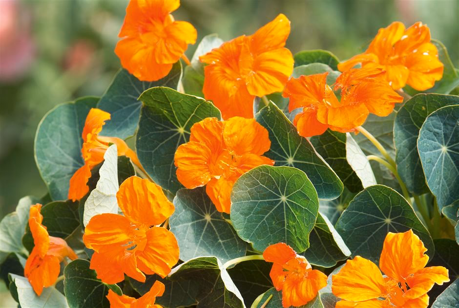 Kann man Kapuzinerkresse auch als Pfeffer verwenden?