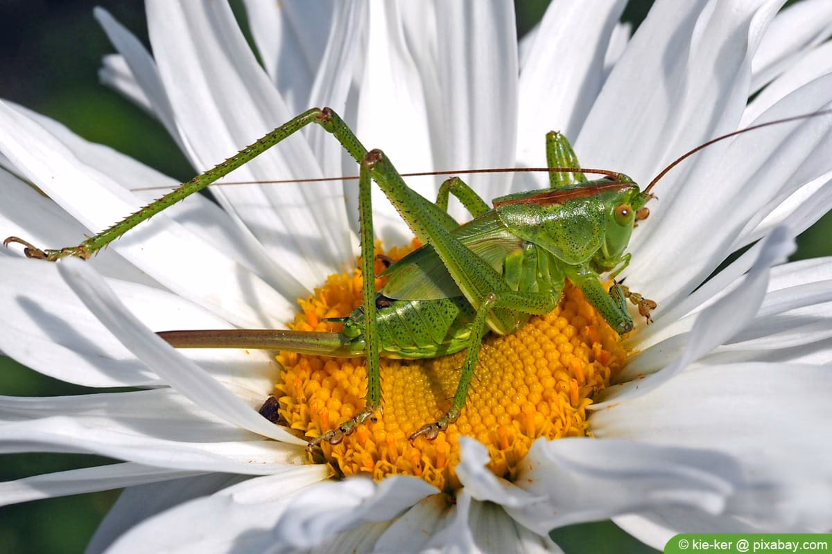 Wie grillt man ein Steak am besten?