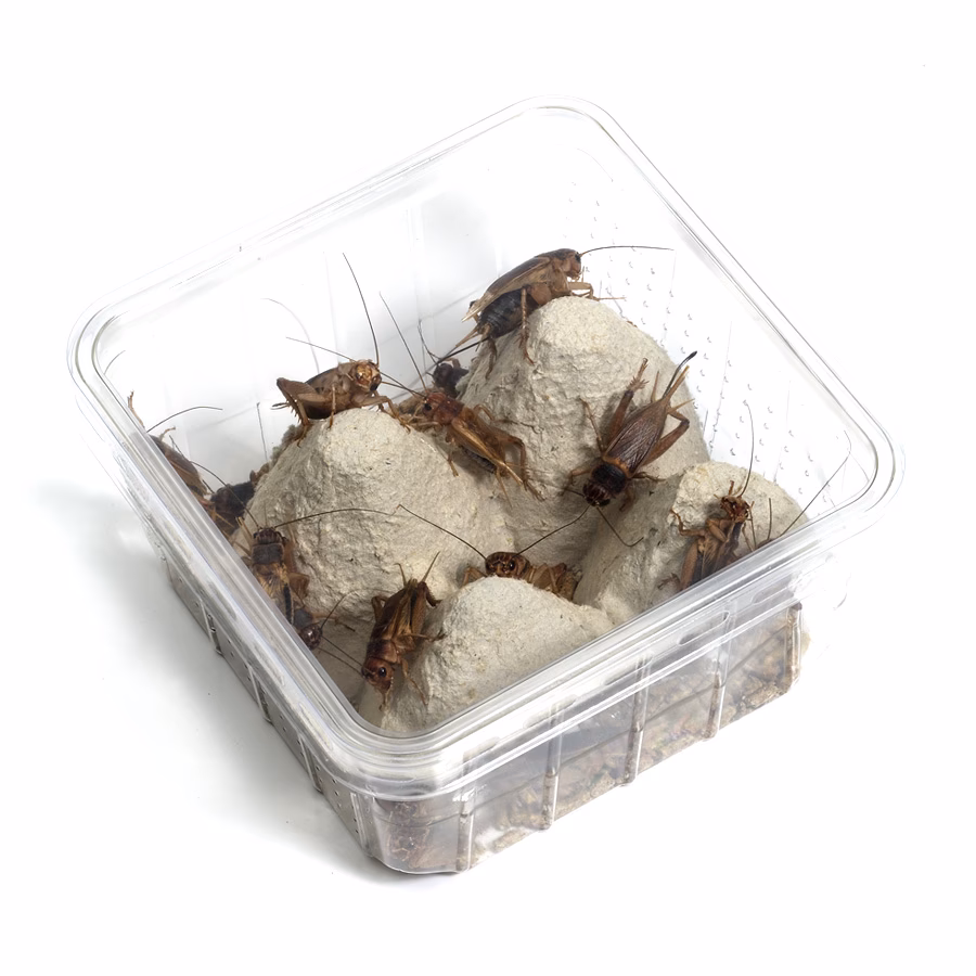 Was sind Futterinsekten und wofür werden sie gezüchtet?