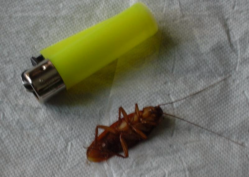 Was ist der Unterschied zwischen Grillen und Zikaden?