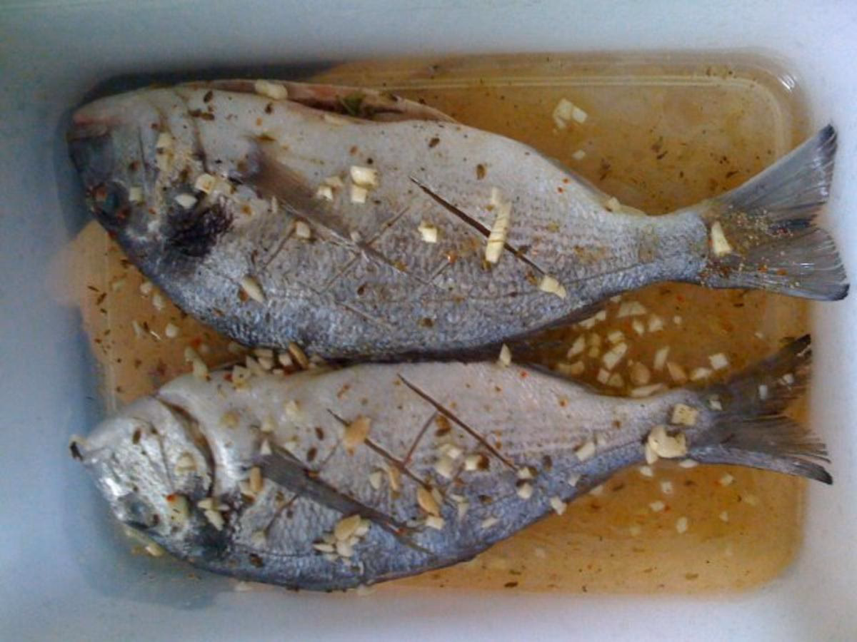 Wie erkenne ich eine Seebrasse?