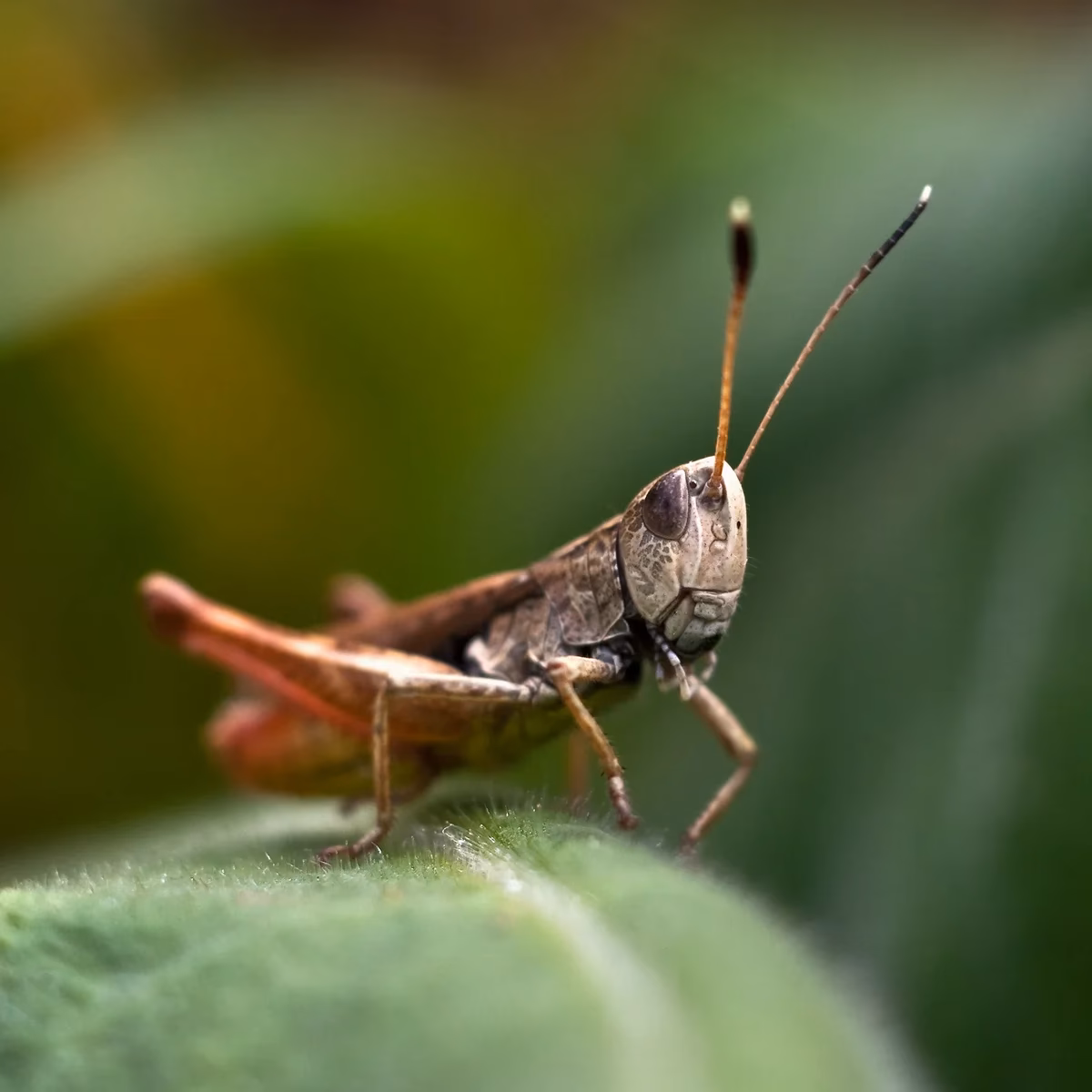 Was ist der Unterschied zwischen einem Grill und einem Smoker-Grill?