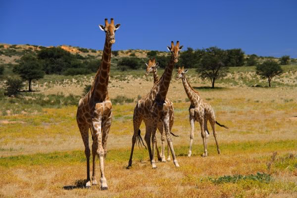 Wie gefährlich ist die Savanne?