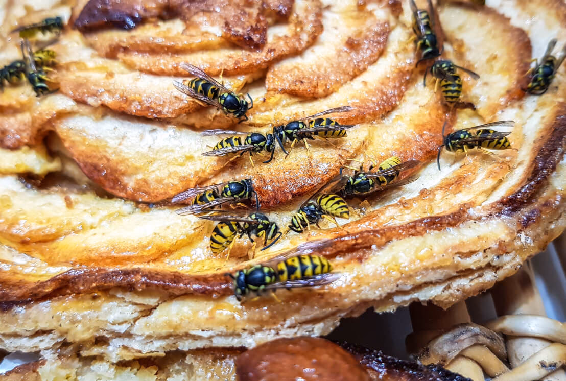 Wie kann man Wespen ohne Gift vertreiben?