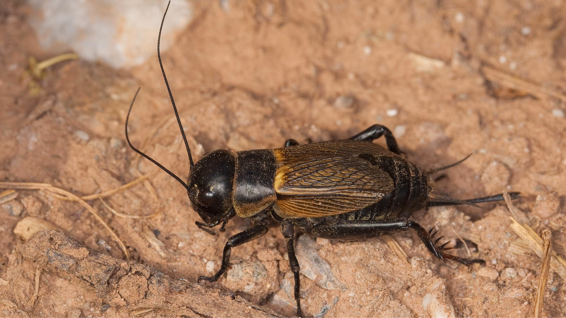 Wie viele Grillen gibt es?