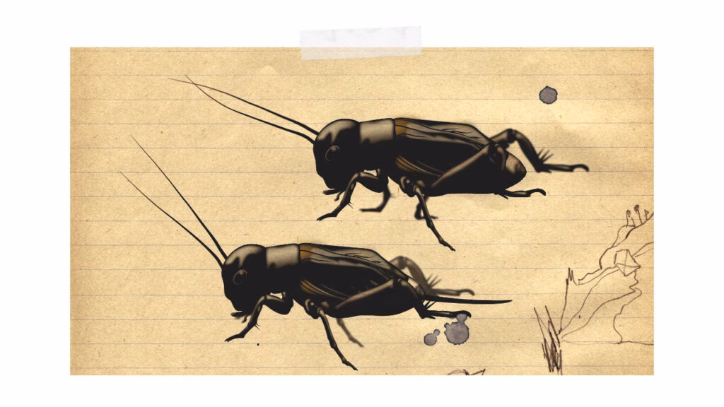 Wie viele Grillen gibt es?