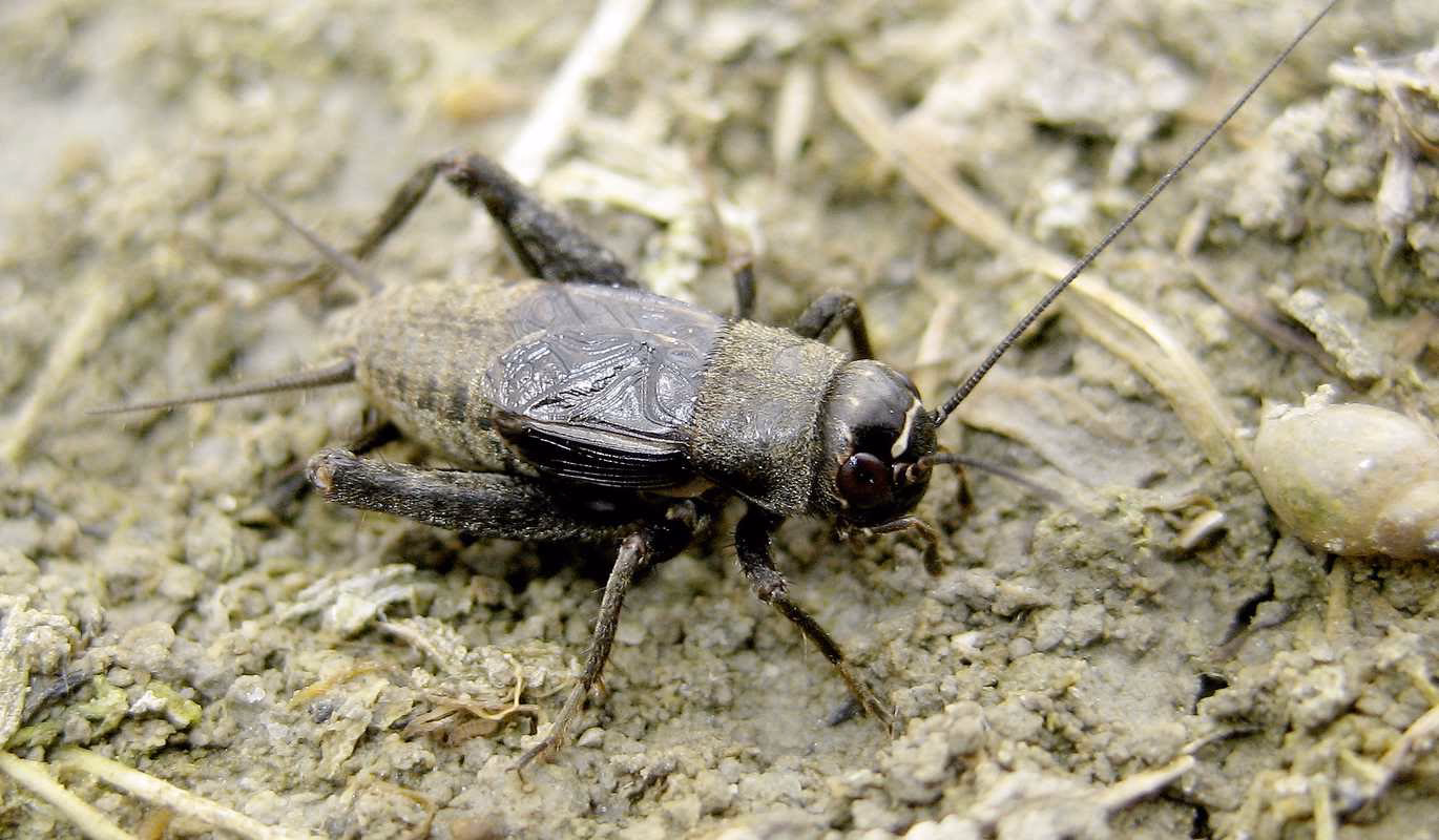 Was ist der Wiener Dialekt?