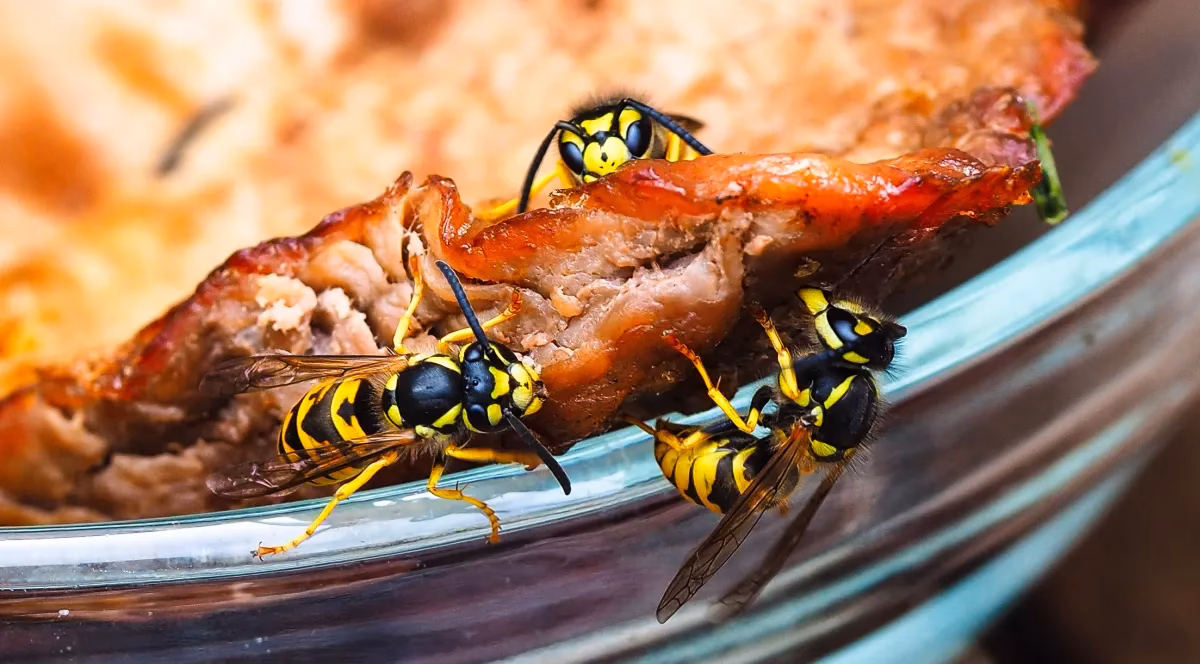 Wie gefährlich sind Wespen im Sommer?