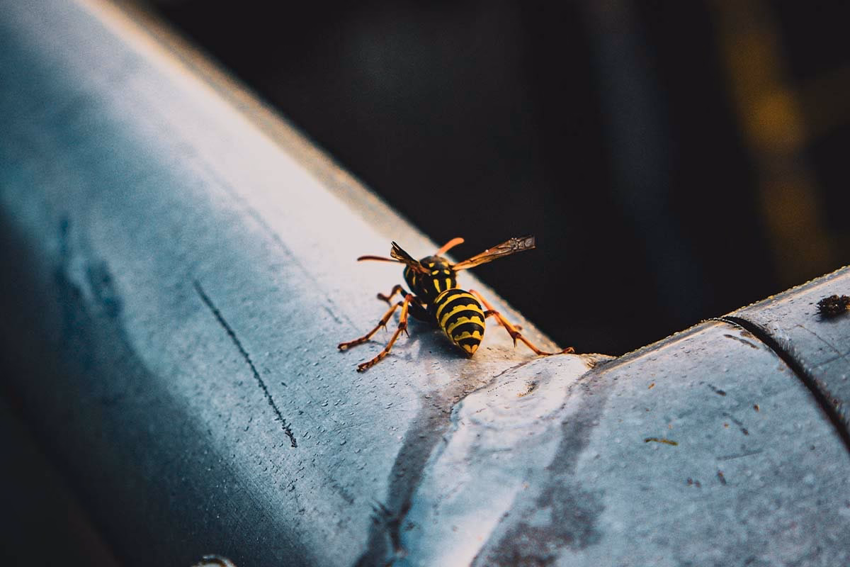 Wie gefährlich sind Wespen im Sommer?