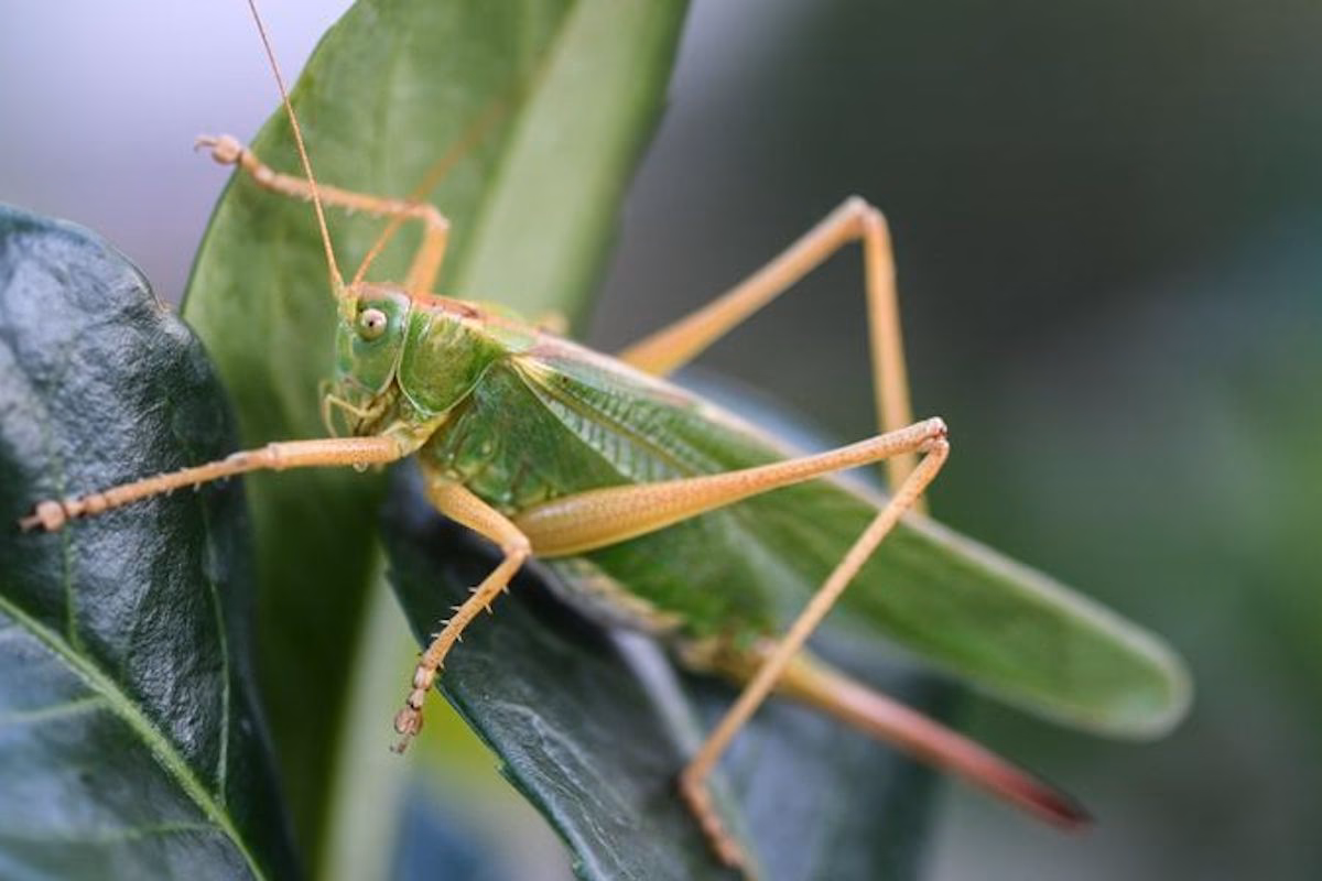 Was ist der Unterschied zwischen Grillen und Zikaden?